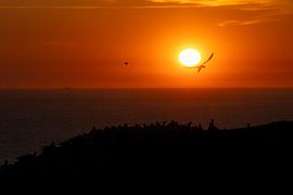 Balmy evening, gannets by Milou Hinssen