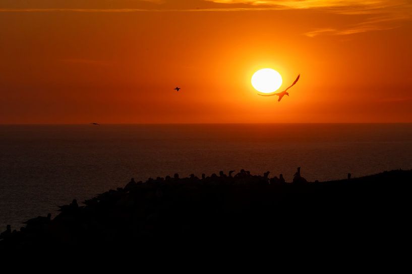 Lauwarmer Abend, Basstölpel von Milou Hinssen