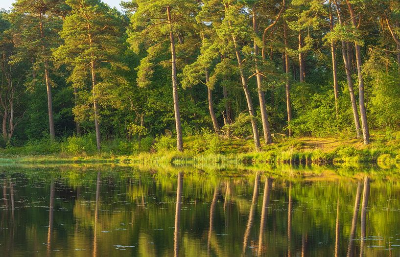 Sunrise Dwingelderveld (Spier) Drenthe - Netherlands by Marcel Kerdijk