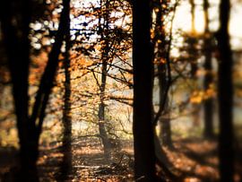 Looks like Autumn von Lex Schulte