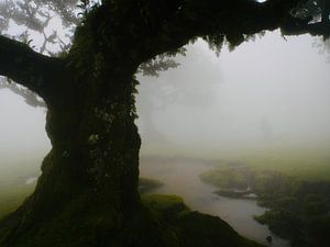 Mystieke sfeer in Fanal Forest op Madeira