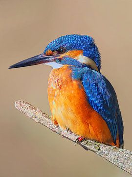 Kleurrijke ijsvogel zittend op een tak op een zonnige ochtend van Mario Plechaty Photography