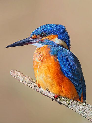 Kleurrijke ijsvogel zittend op een tak op een zonnige ochtend