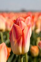 An orange tulip in a tulip field