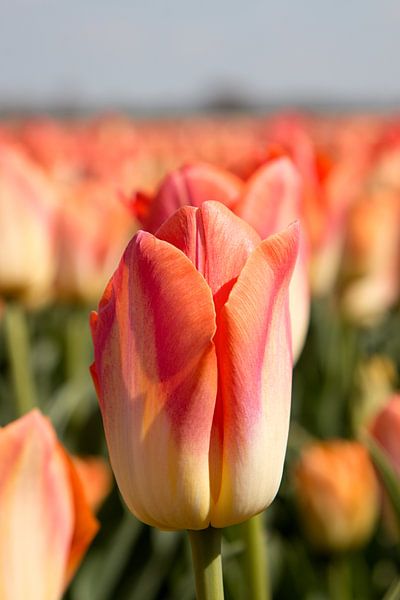Een oranje tulp in een tulpenveld van W J Kok