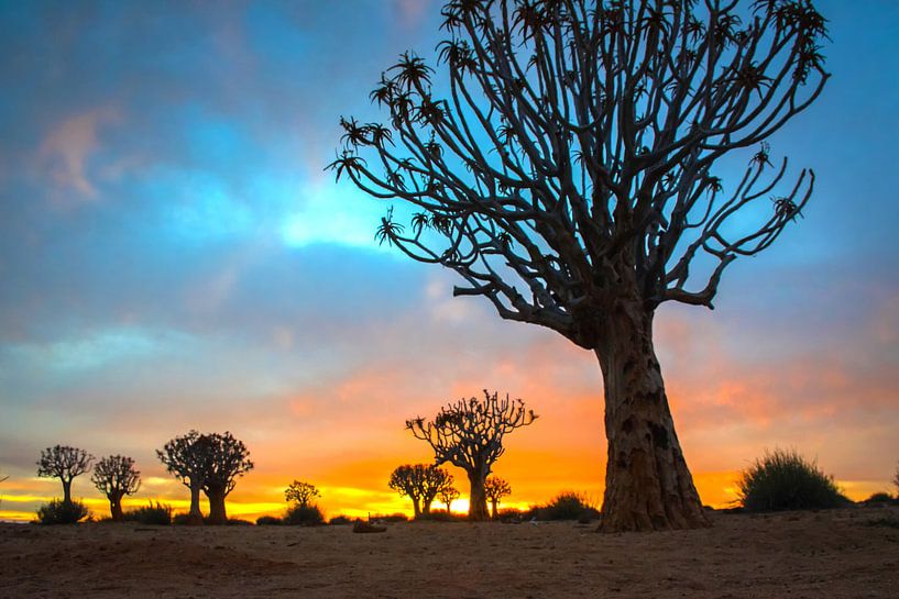 Zonsopkomst in de Kalahari woestijn met kokerbomen, Namibië van Rietje Bulthuis