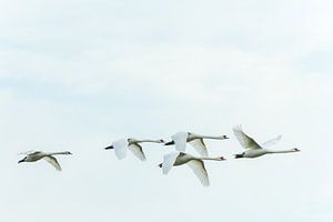 Schwäne im Flug auf dem Brabantse Biesbosch