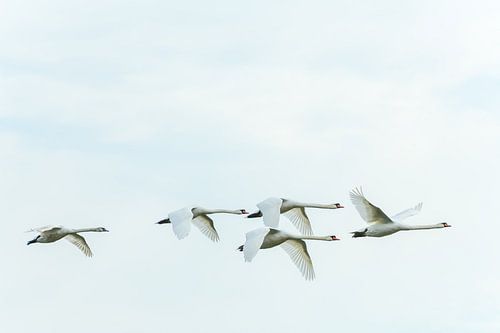 Swans in majestic flight on the Brabantse Biesbosch