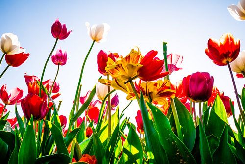 Tulpen