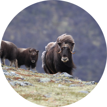 Muskusos in Dovrefjell nationaal park, in de natuurlijke habitat, Noorwegen van Frank Fichtmüller