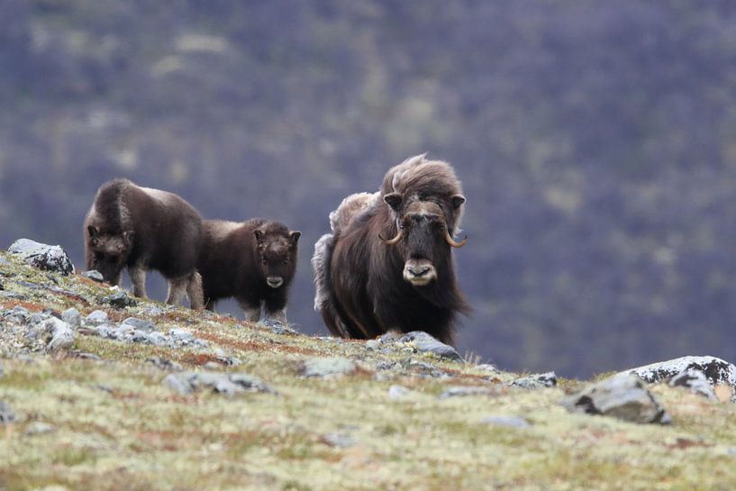 Muskusos in Dovrefjell nationaal park, in de natuurlijke habitat, Noorwegen van Frank Fichtmüller