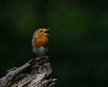 Rouge-gorge chanteur dans la forêt de Purmer, Purmerend.