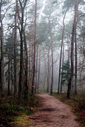 Fog in Birkhoven Amersfoort by Watze D. de Haan