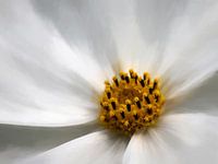 Detail witte bloem