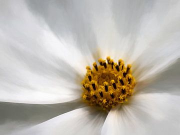Detail witte bloem van Rogier Droogsma