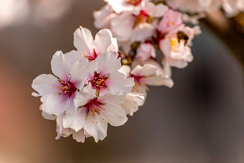 Le réveil du printemps avec des fleurs de cerisier roses sur Dieter Walther