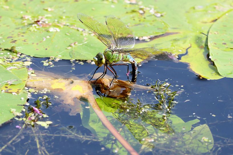  Dragonfly  by Carla van Zomeren