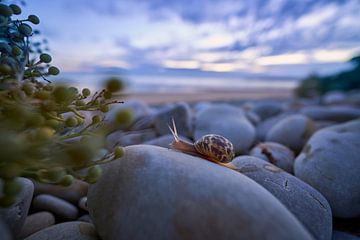 Snail On pebble in front of evening sky by Jörg Bongartz