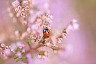Lieveheersbeestje in de bloeiende heide van KB Design & Photography (Karen Brouwer) thumbnail