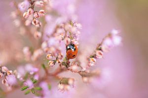 Lieveheersbeestje in de bloeiende heide van KB Design & Photography (Karen Brouwer)