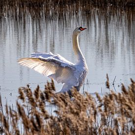 Schwan im Schilf von Joy of Light Photography