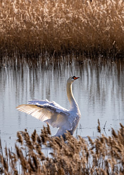 Schwan im Schilf