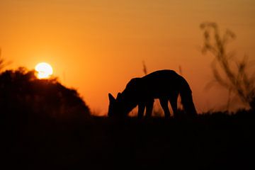 Fox at sunset by Lianne van Dijk