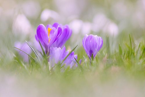 Crocuses between snowdrops