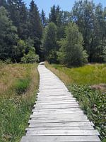 Holzsteg im Moor