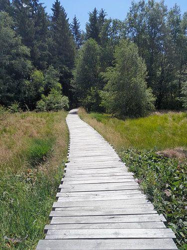 Houten loopbrug in de hei