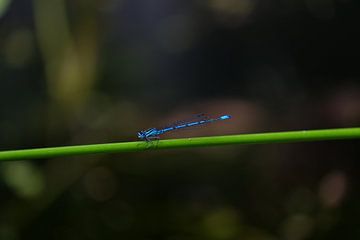 blauwe libelle van Myrte Wilms