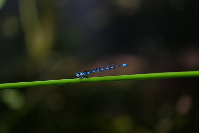 blauwe libelle by Myrte Wilms