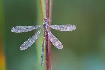 Bedauwde waterjuffer