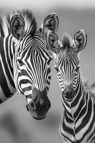 Zebra moeder en veulen in zwart-wit
