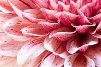 Détail de Dahlia