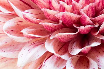 Dahlia detail van Annet Niewold