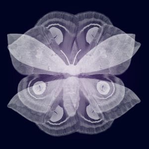 Automeris io fleur