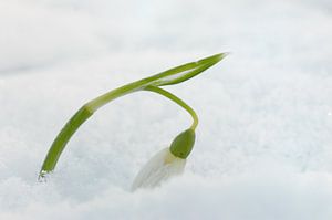 Schneeglöckchen im Schnee von Gonnie van de Schans