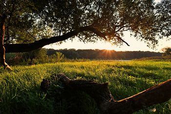 De Elbeweiden bij Maagdenburg kort voor zonsondergang