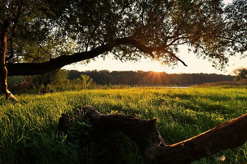 Les jardins de l'Elbe près de Magdebourg juste avant le coucher du soleil