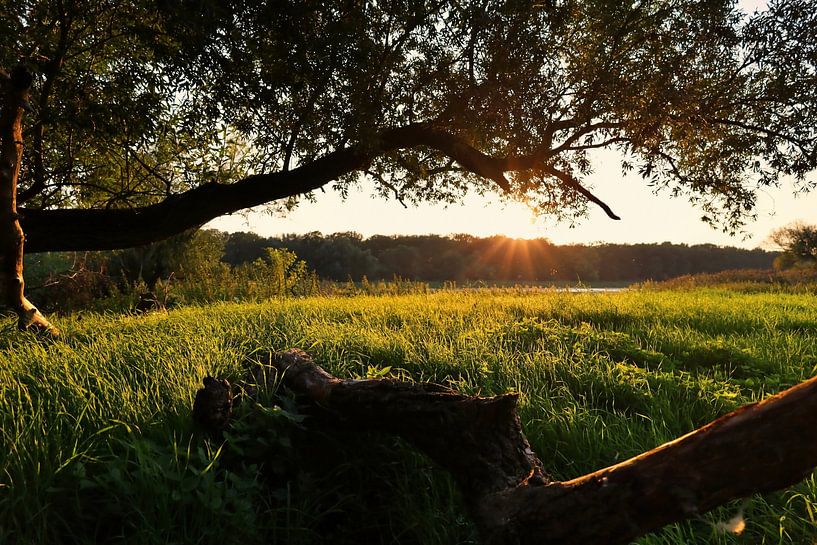The Elbe meadows near Magdeburg shortly before sunset by Nature and More - Photography