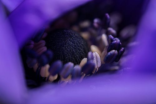 L'anémone bleue pourpre cachée