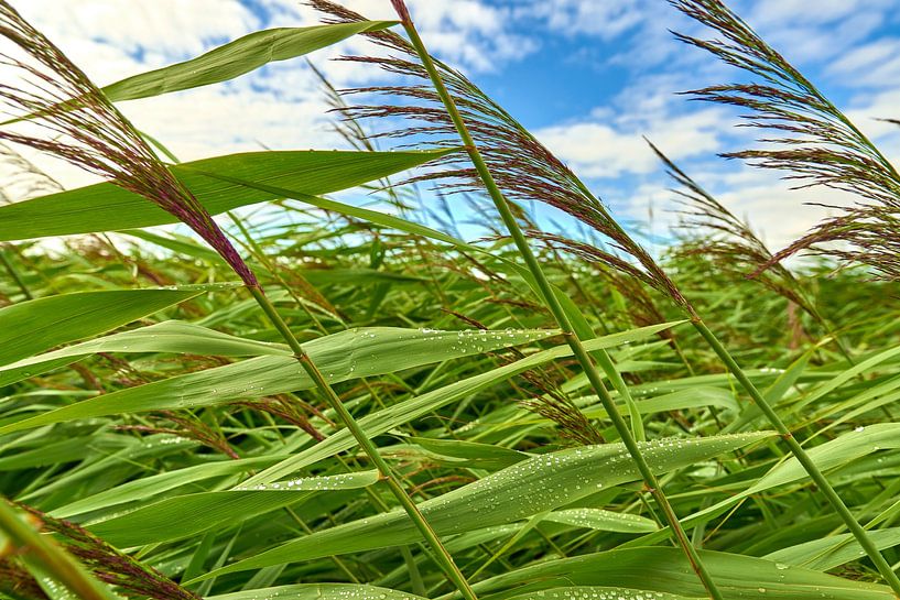 Raindrops on the waving reed by Jenco van Zalk