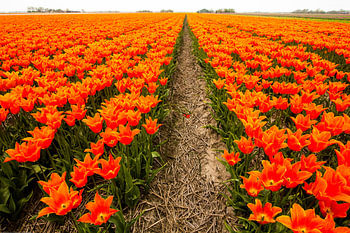 Champ de bulbes avec tulipes en Hollande septentrionale