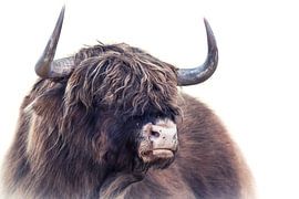 Schotse Hooglander van Karel Ton