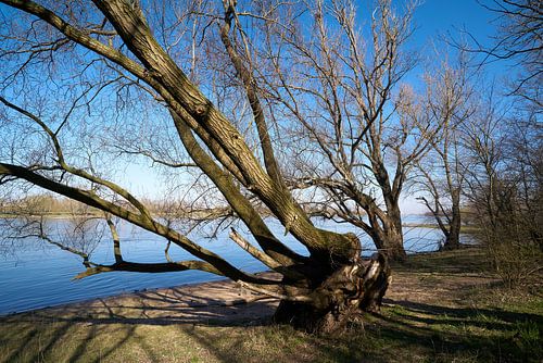 Weiland aan de oever van de Elbe bij Maagdenburg