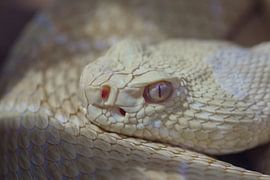 Crotalus atrox (2) by Puravida - Photography and photo art