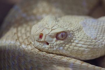 Crotalus atrox (2) van Ursula Di Chito