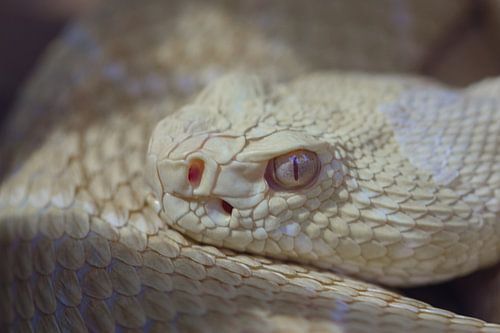 Texas-Klapperschlange (Crotalus atrox)