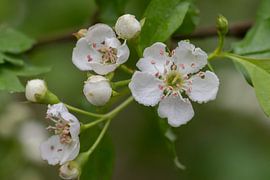 Spring blossom by Andrea de Vries